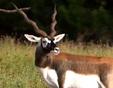 Black Buck Antelope