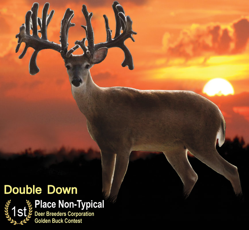 Best Non-Typical Buck Double Down