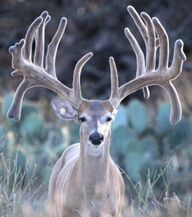 Express Shot Breeder Buck